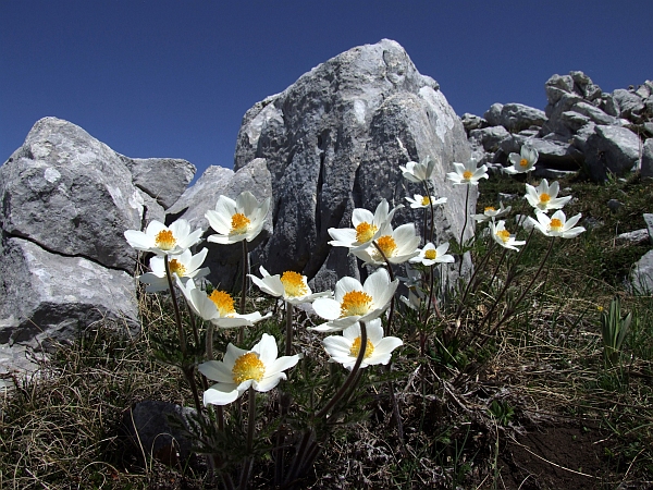 Pulsatilla Alpina / Anemone alpino